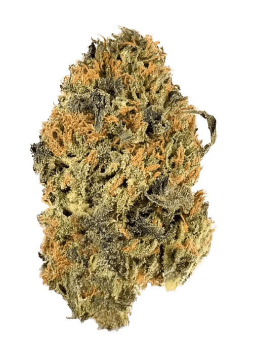 Flor da strain Gelato Sorbet