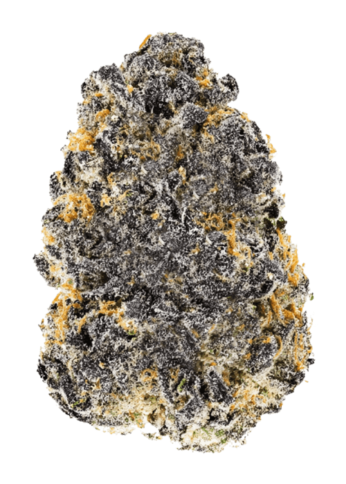 Flor da strain Gelato x Hollywood
