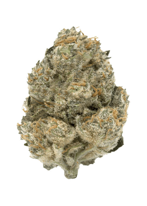 Flor da strain Gorilla Cookies