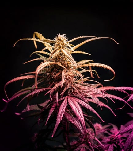 Flor da strain Grape Stomper