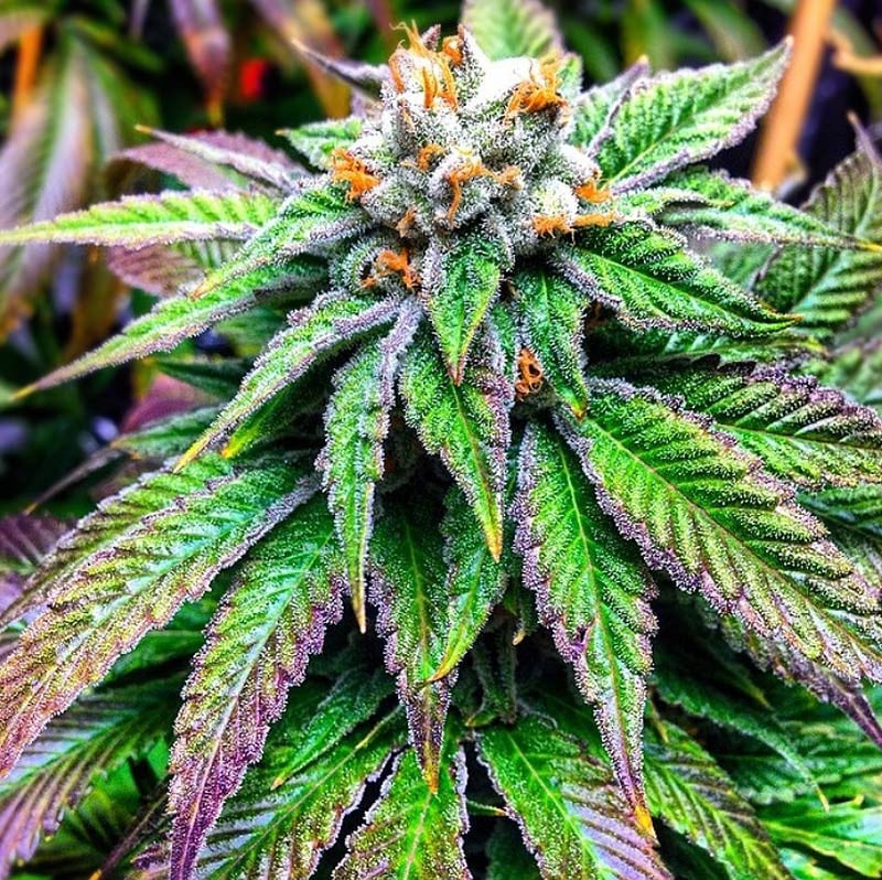 Flor da strain Green Ribbon