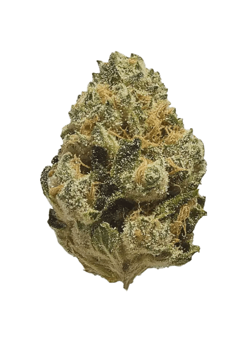 Flor da strain Haze
