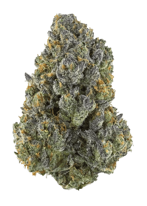 Flor da strain Humboldt Gelato