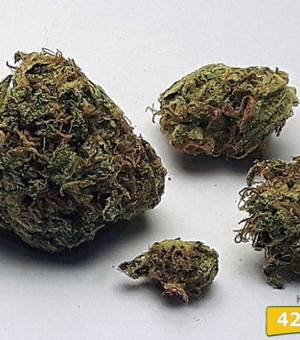 Flor da strain Kandy Kush