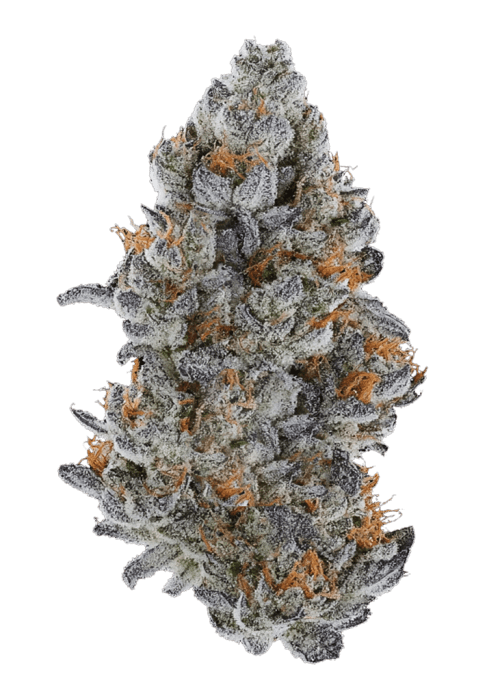 Flor da strain Lemon Cherry Gelato BX2