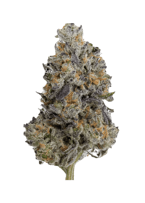 Flor da strain Lemon Cherry Gelato x Zuchi