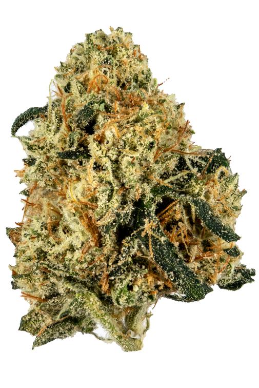 Flor da strain Motorbreath