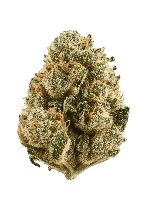 Flor da strain Panama Red