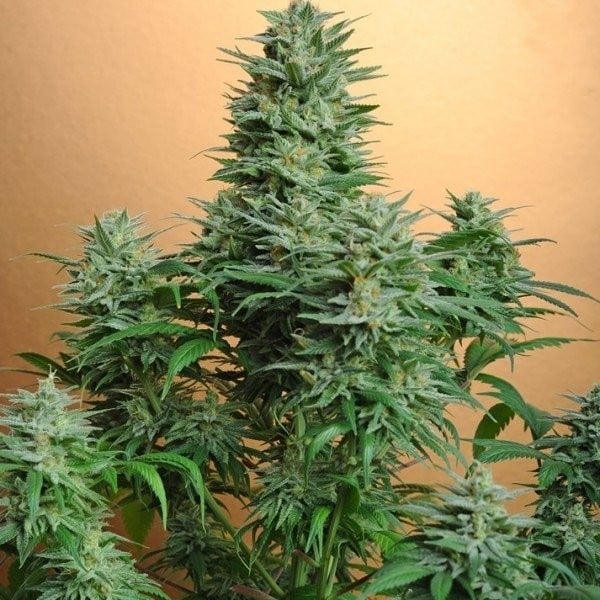 Flor da strain Papaya