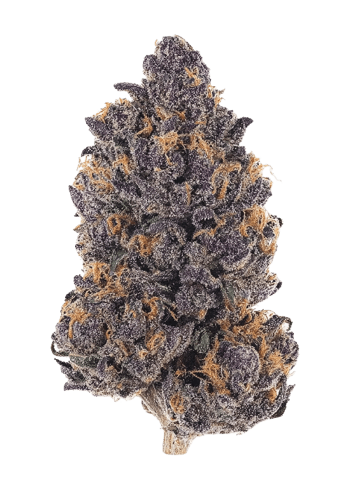 Flor da strain Pink Mist Auto