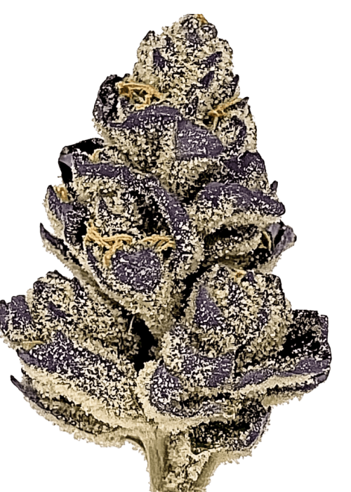 Flor da strain Purple Lemonade Auto