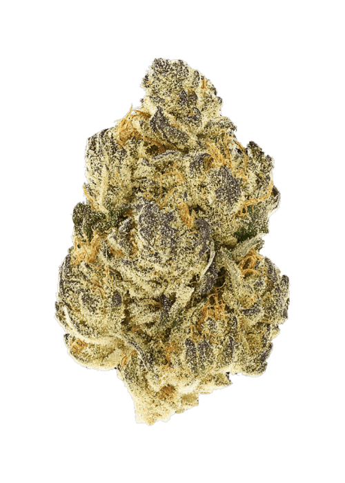 Flor da strain Royal Gorilla