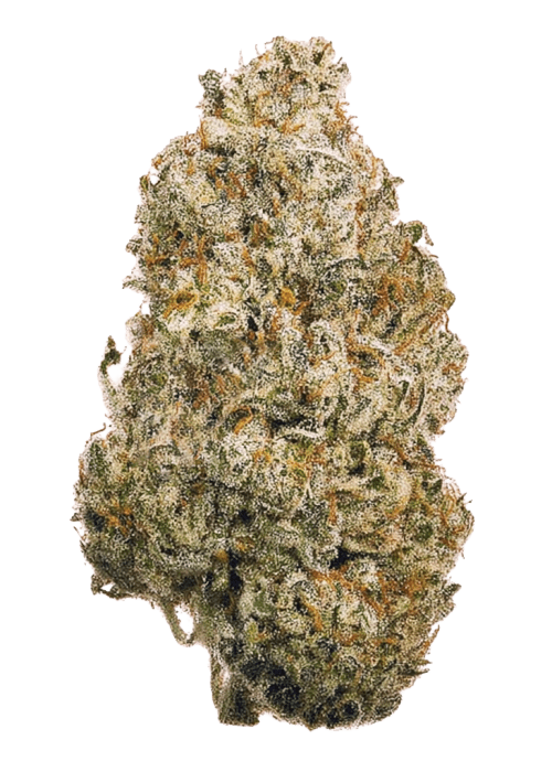 Flor da strain Shogun