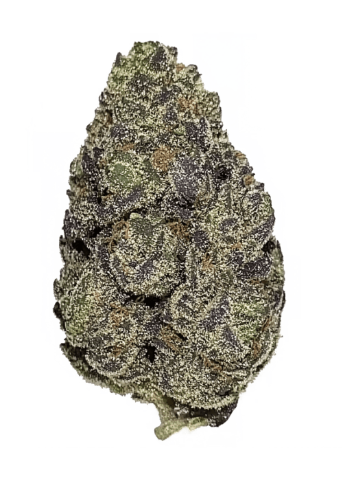 Flor da strain Sticky Queen Auto
