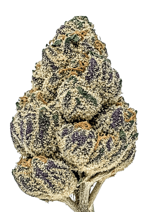 Flor da strain Sunset Gelato