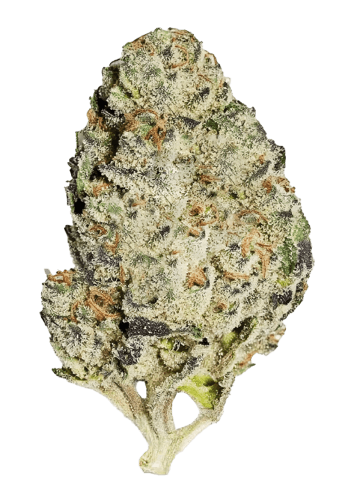 Flor da strain Tropicana Banana