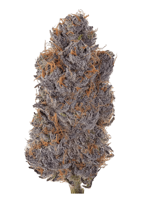 Flor da strain Tropicana Cherry Gelato